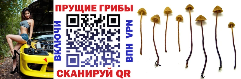 Псилоцибиновые грибы Magic Shrooms  Свирск 